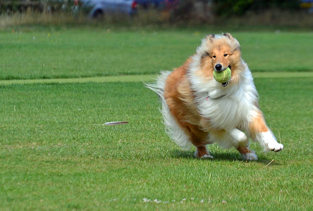 istock Rough Collie dog in park 184732687