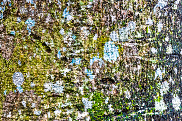 Texture of a tropical tree with turquoise green and white patches spots stains of moss lichen on the bark in Coba Municipality Tulum Quintana Roo Mexico.