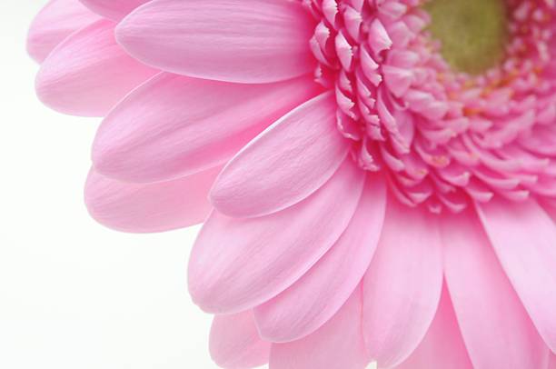 gerbera stock photo