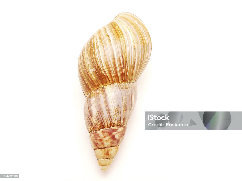 Tigela de Caracol - Royalty-free Aberto Foto de stock