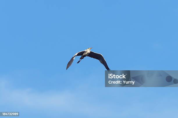 Wspólne Heron - zdjęcia stockowe i więcej obrazów Czapla - Czapla, Czaplowate, Część ciała zwierzęcia