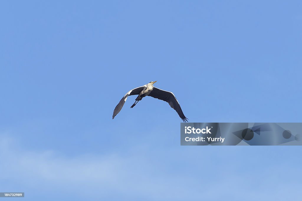 Garça-comum - Foto de stock de Animal royalty-free