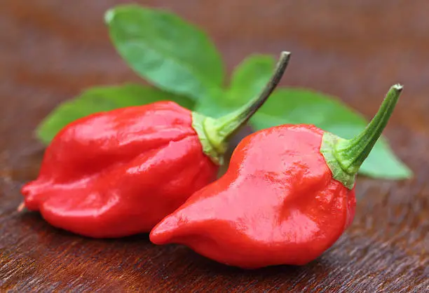 Naga chili peppers of Bangladesh