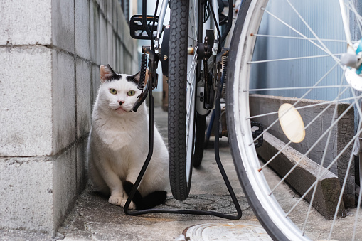 A stray cat is near a bicycle
