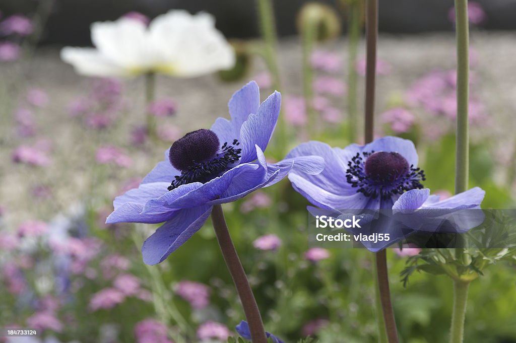 Papaveráceas Azul Grande - Royalty-free Bouquet Foto de stock