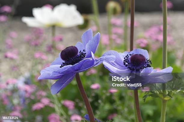 Papaveráceas Azul Grande - Fotografias de stock e mais imagens de Bouquet - Bouquet, Caule de planta, Descrição