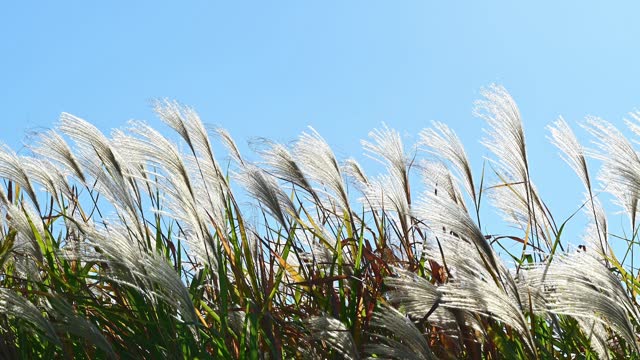 Reeds fluttering in the wind under a clear sky