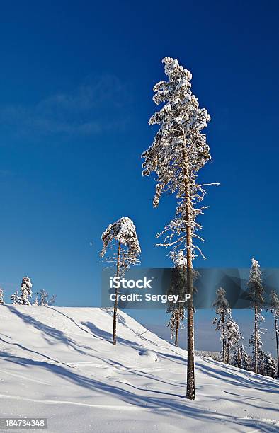 겨울맞이 고요한 풍경 0명에 대한 스톡 사진 및 기타 이미지 - 0명, 가문비나무, 겨울
