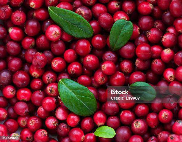 Background Of Cranberry Stock Photo - Download Image Now - Abundance, Autumn, Berry Fruit