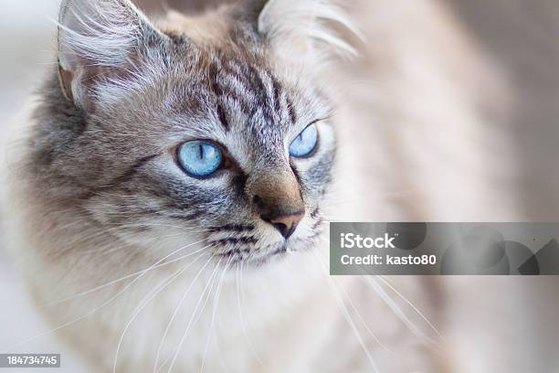 Hauskatze Stockfoto und mehr Bilder von Bildkomposition und Technik - Bildkomposition und Technik, Blau, Braun