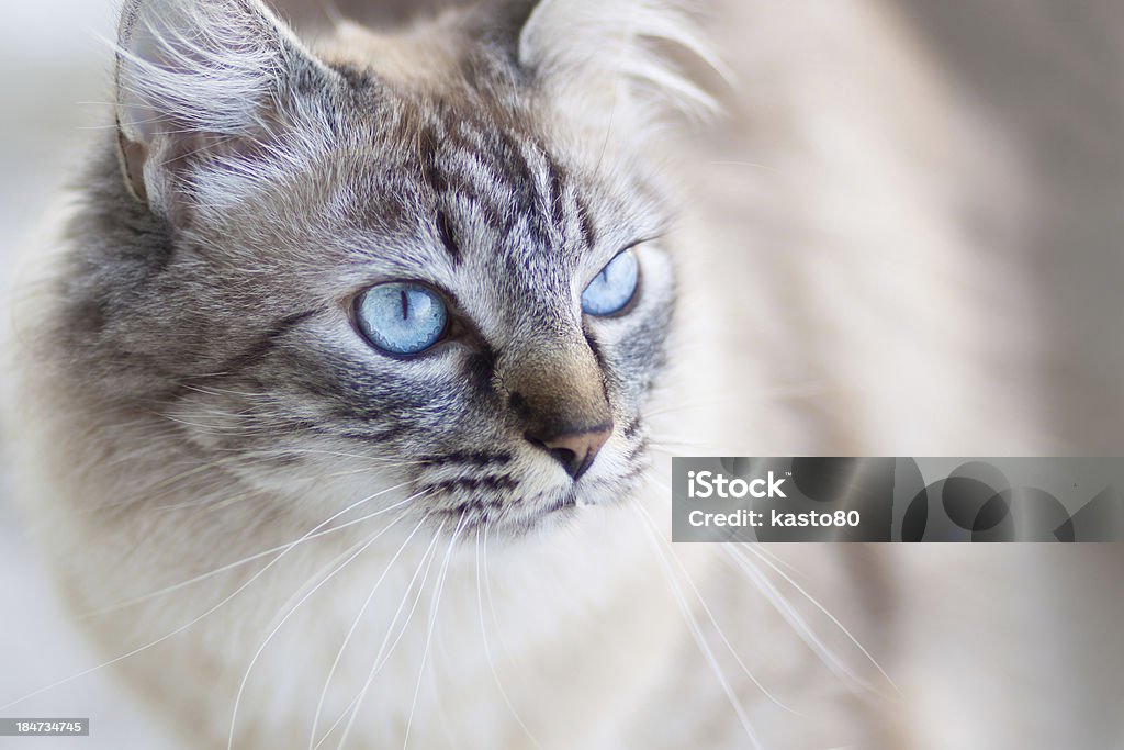 Gato doméstico. - Foto de stock de Afilado libre de derechos