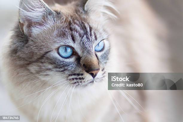 Gato Doméstico Foto de stock y más banco de imágenes de Afilado - Afilado, Amor - Sentimiento, Animal