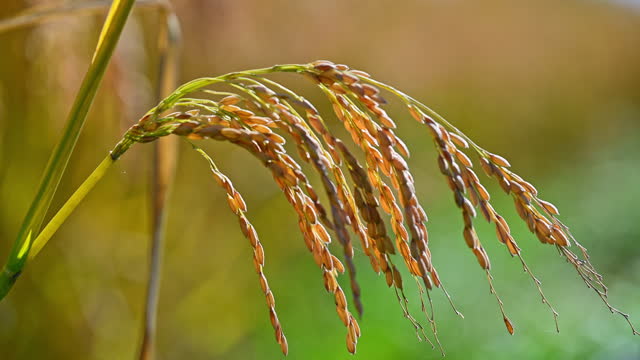 The full and ripe ears of rice were fluttering in the wind in the sun