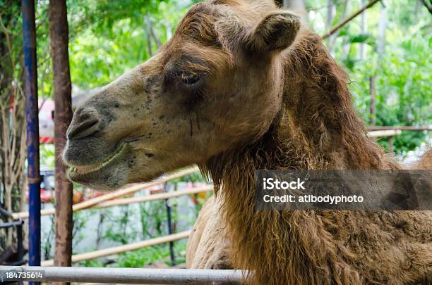 Foto de Camelo e mais fotos de stock de Animal - Animal, Animal selvagem, Areia