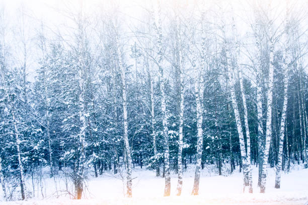 istock Birch Grove. Frozen winter forest with snow covered trees. 1847357770