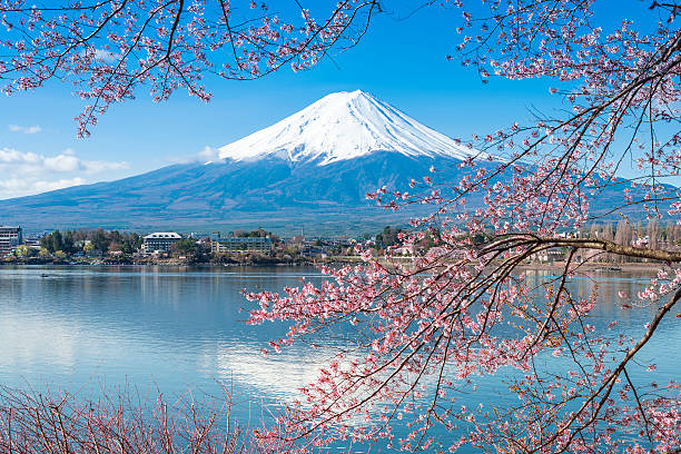istock Mt Fuji and Cherry Blossom 184735787