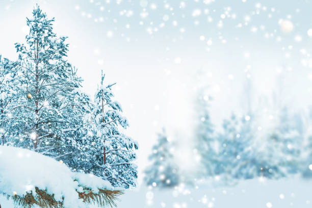 istock Landscape. Frozen winter forest with snow covered trees. 1847358277