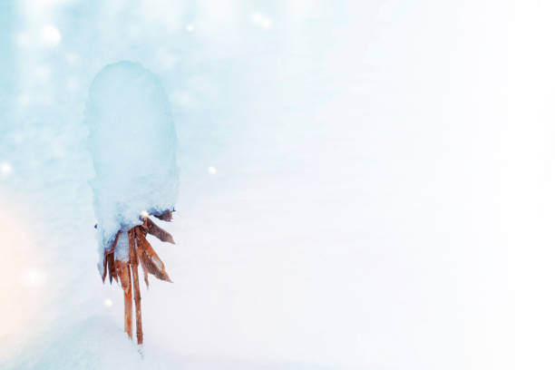 Blurred frozen grass. Winter abstract background. Landscape. outdoor