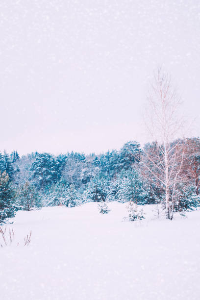 istock Landscapes. Frozen winter forest with snow covered trees. 1847359337