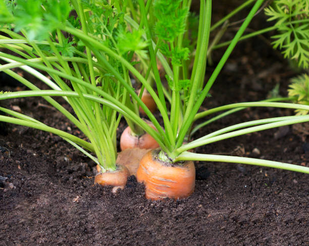 istock Carrot plant in garden. 1847360031