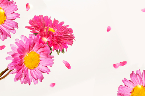 Colorful bright flower aster isolated on white background. nature