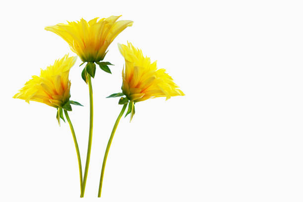 Colorful bright flower dahlia isolated on white background. nature