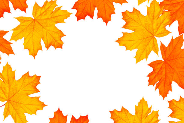 istock Bright colorful autumn leaves. nature 1847362557