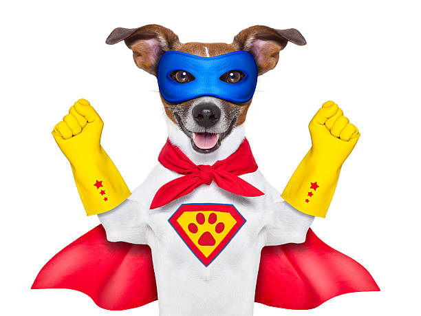 Superman Dog Stock Photos, Pictures & Royalty-Free Images - iStock Superman Dog Stock Photos, Pictures & Royalty-Free Images - iStock