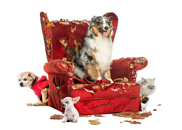 Photo of Group of pets on a destroyed armchair, isolated