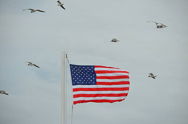 Seagulls flying around the American flag in Galveston, Texas