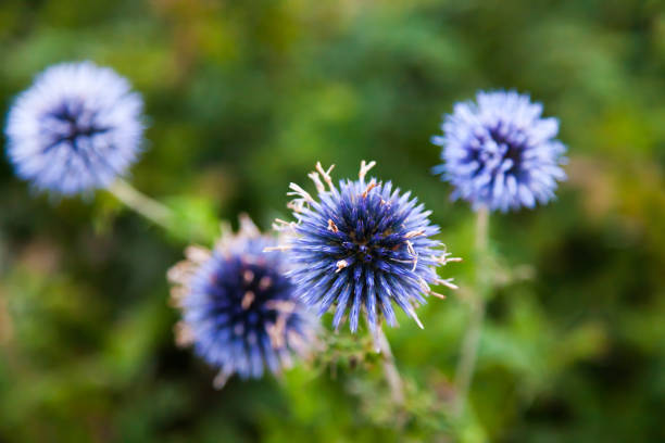 istock Echinops. Herbaceous perennial prickly plant Mordovnik. 1847389926