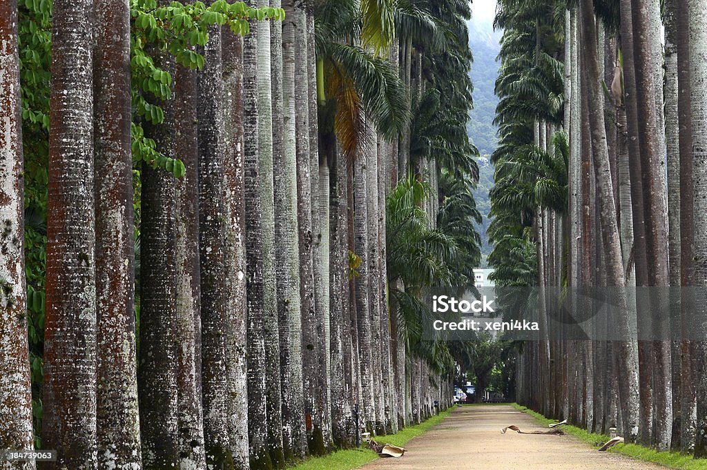 パームアレイ、植物園、リオデジャネイロ） - アベニューのロイヤリティフリーストックフォト
