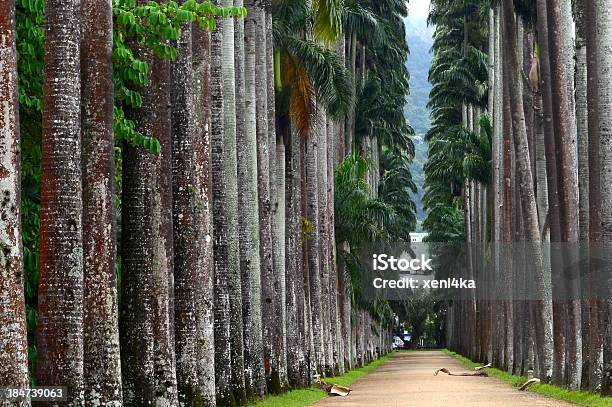 パームアレイ植物園リオデジャネイロ - アベニューのストックフォトや画像を多数ご用意 - アベニュー, イパネマ地区, ウルカ地区