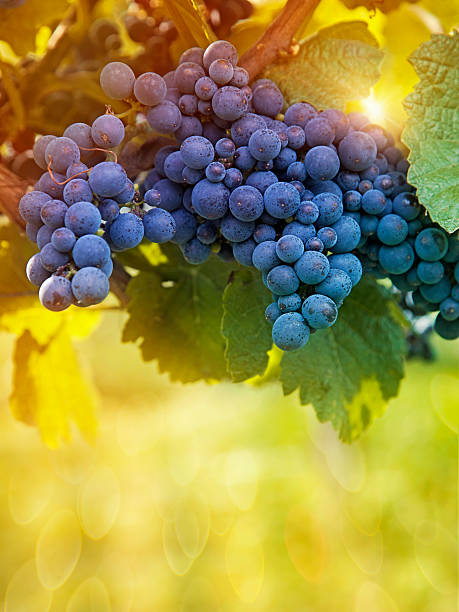 Bunch of black grapes