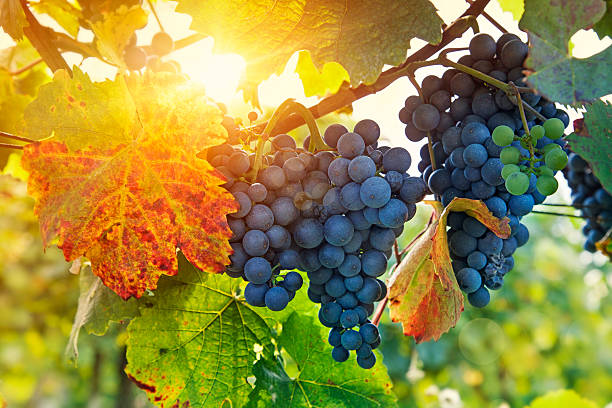 haufen von schwarzen trauben - sunlit grapes stock-fotos und bilder