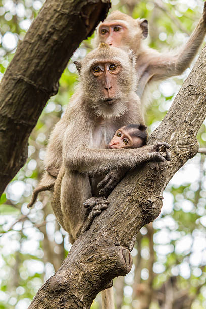 istock Mother and baby monkey 184740560