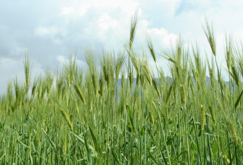 barley field in the mountain in Nepal