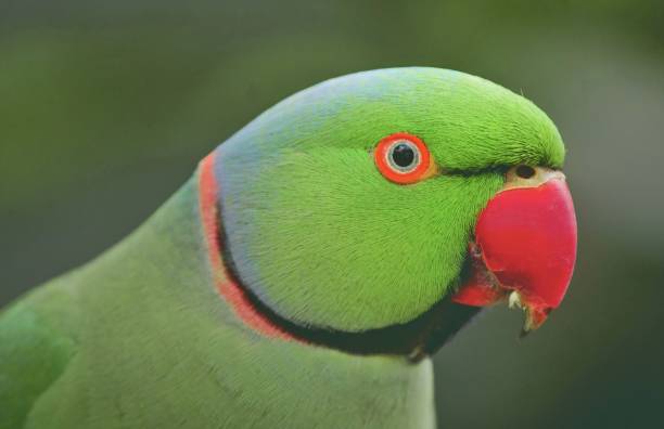istock The green parakeet. A green parrot very beautiful 1847409455