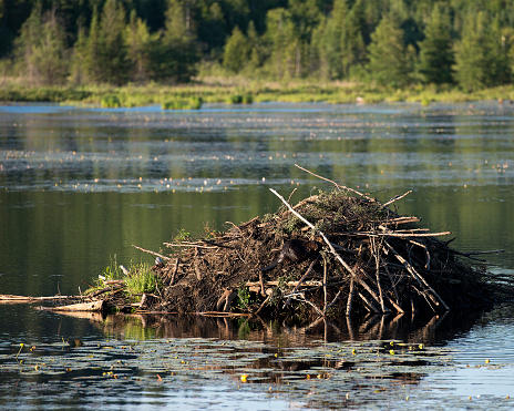 Beaver building a lodge and animal den, displaying brown fur coat, beaver tail, body, head, paws in its environment and habitat surrounding with a blur water background and foreground.