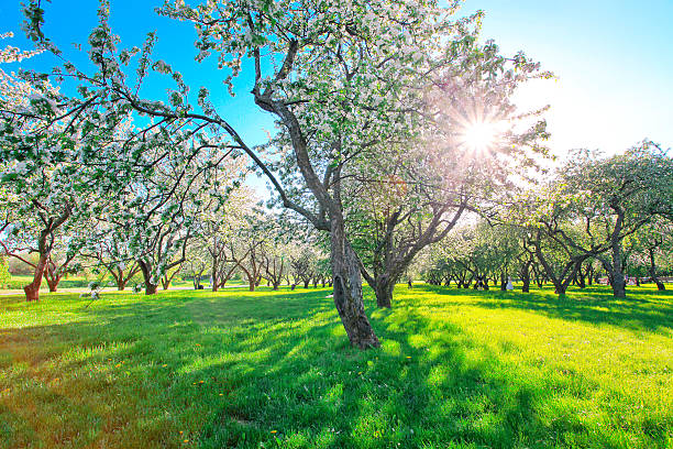 istock beautiful blooming apple trees in spring park 184741073