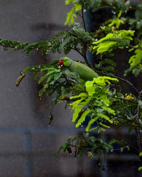 istock The green parakeet. A green parrot very beautiful 1847413924