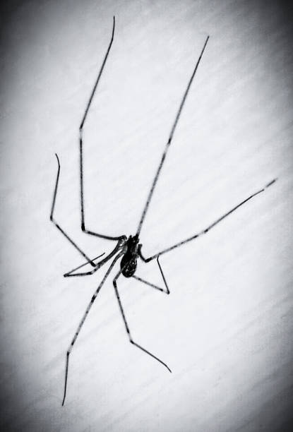 istock Daddy long-legs spider or long-bodied cellar spider, Skull spider, Pholcus phalangioides, Pholcidae, entomology, araignee, arana, aranha, image photo 1847416030