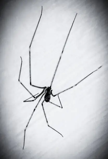 Daddy long-legs spider or long-bodied cellar spider, Skull spider, Pholcus phalangioides, Pholcidae, entomology, araignee, arana, aranha, image photo.