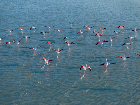 Flamingos flying over the lake. Yarisli (Yarışlı) Lake in Burdur, Turkey. Taken via drone.