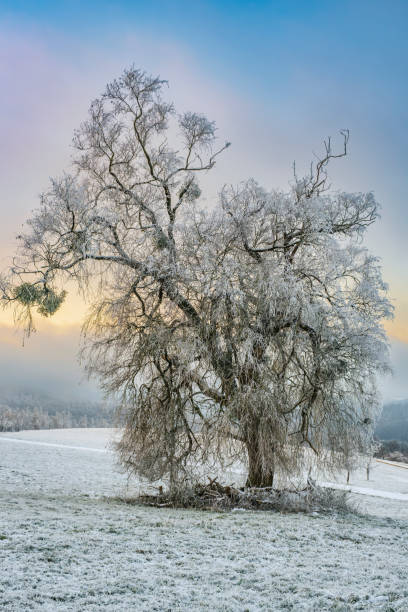 istock Winter evening in the Taunus 1847423080
