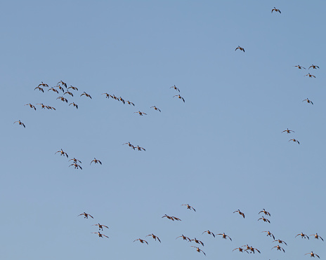 Flock of Canada Geese flying against blue sky. Group of birds. Colony of birds. Flying birds.