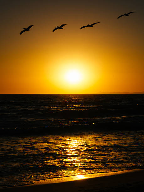 istock Sunset at Santa Monica 184743368