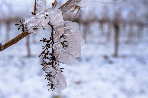 The vine under the snow and white frost