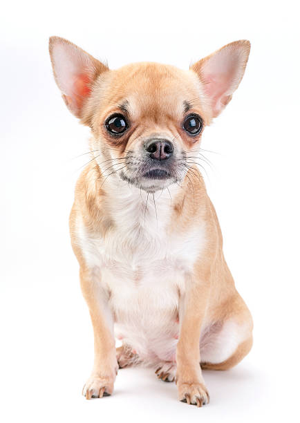 istock pale beige with white Chihuahua dog 184744252