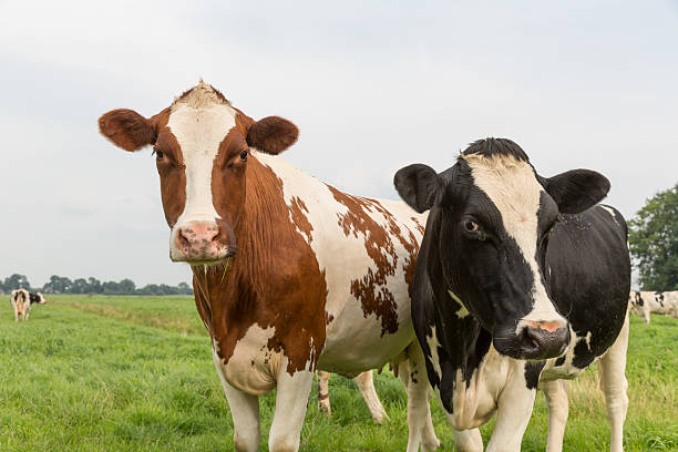 궁금 소 in 네덜란드 패스처 - guernsey cattle 뉴스 사진 이미지